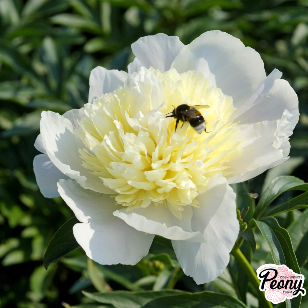 Primevere Peony — Hidden Springs Peony Farm